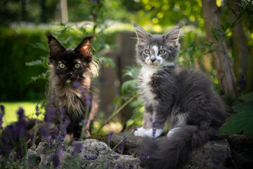 Obraz premium Two different colored cute maine coon kittens outdoors in a garden observing