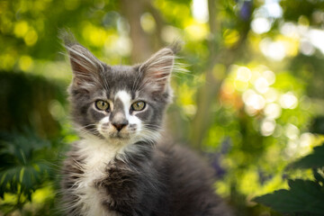 blue gray white maine coon kitten outdoors portrait looking at camera