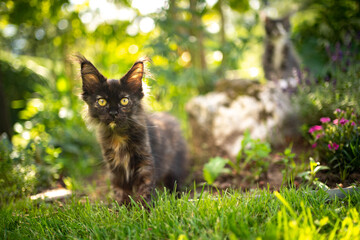 small black tortie maine coon kitten outdoors in green garden looking at camera curiously