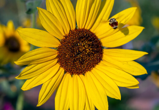 Bright Yellow Sunflower with Bumble Bee Flying Away