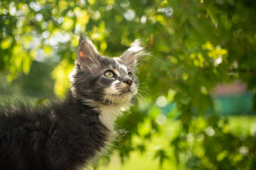 blue gray white maine coon kitten in sunny green garden looking up curiously