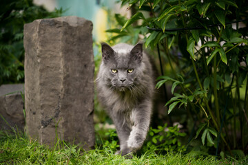 Naklejka na ściany i meble gray blue maine coon cat walking towards camera in the back yard next to green plants