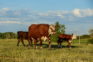 Naklejka na ściany i meble Cattle and calf , Pampas countryside,La Pampa Province, Argentina.