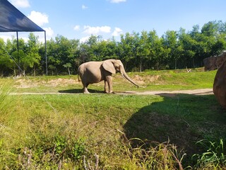 Naklejka premium Big elephant from Ukumari zoo 