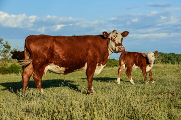 Cattle and  calf , Pampas countryside,La Pampa Province, Argentina.