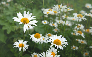 Fototapeta premium Chamomile flowers in the open air. The selected sharpness.