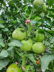 tomato on the vine