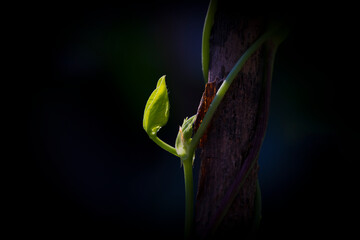 Young leaves of Melon Seedlings under black background