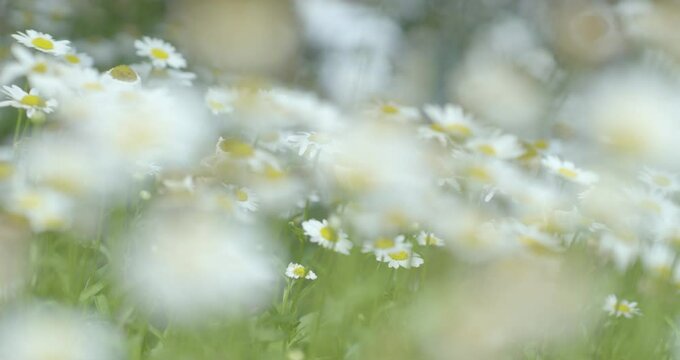 A dream like field of wild flower daisies in shallow focus blowing in the wind as the camera's burred perspective becomes sharp though the rows of white flower petals