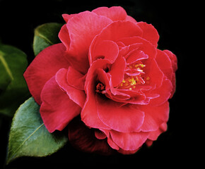 Incredible beautiful red camellia - Camellia japonica, known as common camellia or Japanese...