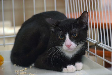 black and white young shorthair cat in a cage