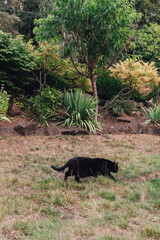 black cat walking through dry grass, yard, garden in the summer