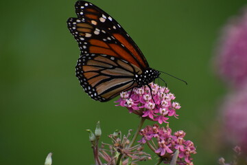 Obraz premium Monarch butterfly Danaus plexippus feeding on the flowers of a Swamp Milkweed Asclepias incarnate in southern Michigan 