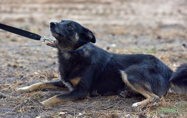 black and brown dog mongrel at animal shelter