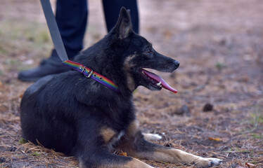 black and brown dog mongrel at animal shelter