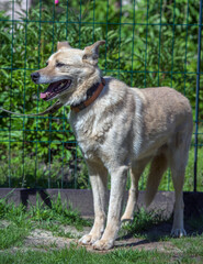 Naklejka na ściany i meble beige mongrel dog on a leash against a background of greenery in summer