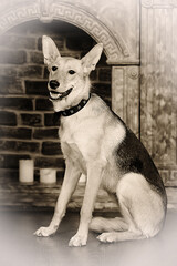 cute brown and black mongrel dog in studio