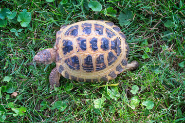 Russian tortoise scurries across a yard
