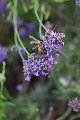 Honey Bee on Lavender flowers in a garden in July