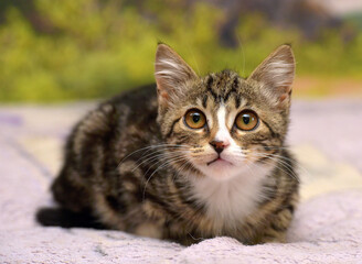 tabby with white kitten with big eyes
