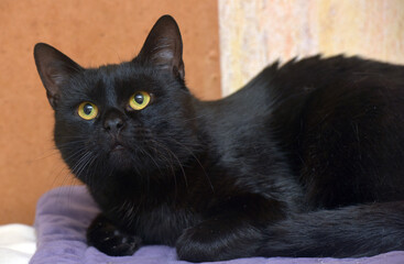 black with orange eyes young beautiful cat