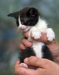 Fototapeta na wymiar cute striped little black with white kitten