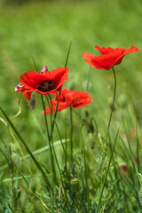 red poppies among the green grass in the summer