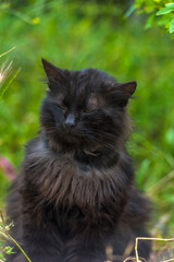 Naklejka na ściany i meble black cat outdoors on green grass in summer