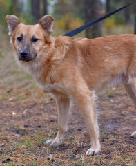 ginger mongrel dog at animal shelter