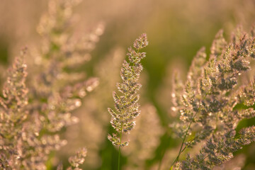 Field grass and flowers in backlight. Nature and floral botany