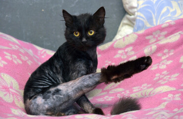 trimmed black cat on the couch