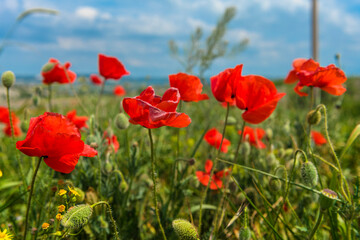 Fototapeta na wymiar red poppies in a field among green grass