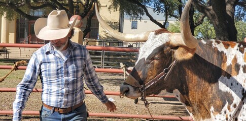 cowboy and cow