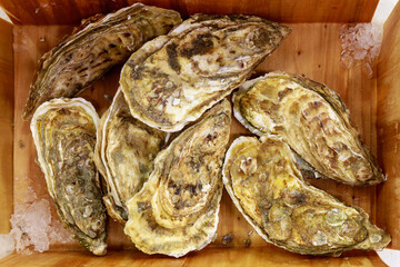 Oysters close-up on the shelf of seafood store. Background with selective focus.