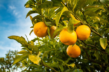 oranges on tree