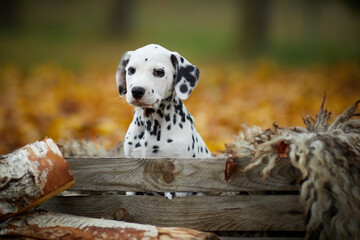 Dalmatian puppies on autumn foliage