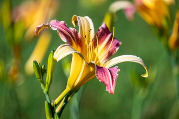 Obraz premium Hemerocallis 