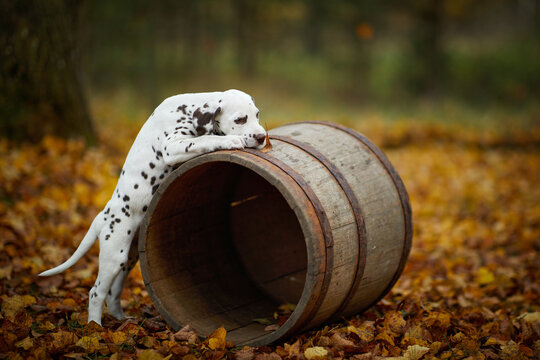 Dalmatian puppies on autumn foliage