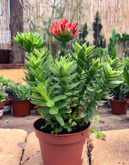 Succulent plant Crassula (Latin - Crassula)