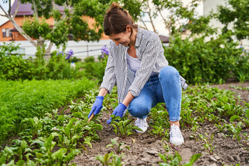 Woman in blue gloves engaged in harvesting