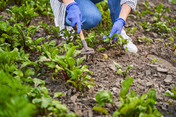 Fototapeta premium Woman in blue gloves engaged in harvesting