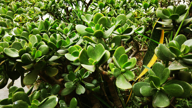 &Aacute;RBOL, ARBUSTO, TRONCO DE &Aacute;RBOL	
