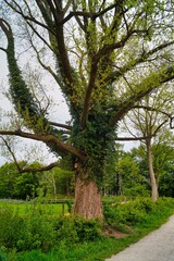 A big green tree by a country road