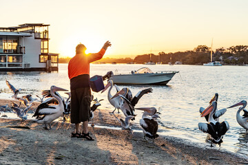 Rear View of Man Feeding Pelicans in a River Bank at Sunset Time.Animal Charity Volunteer Concept