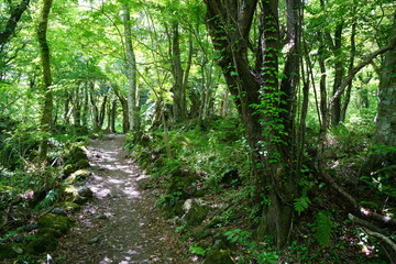 a refreshing spring forest with a pathway