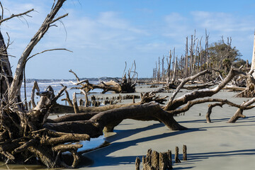 Beach covered in dead trees and large pieces of driftwood beneath blue skies, horizontal aspect