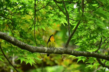 上を向く森のキビタキ