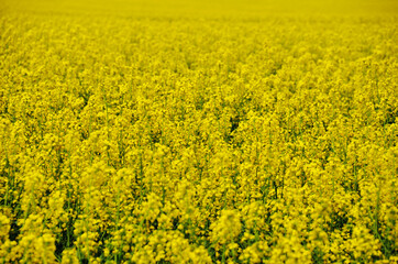 Blooming Yellow Canola Field Flowers in Rural, Oklahoma Countryside