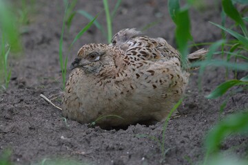 Phasianus colchicus female on the fields of corn.