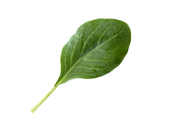 Fototapeta premium fresh Chinese kale vegetable on white background